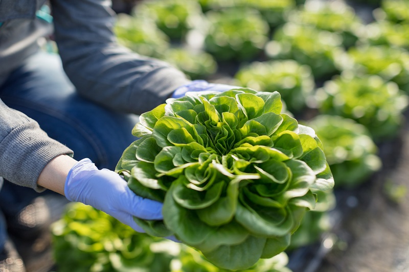forum-do-campo-a-mesa-em-monte-bonito forum-do-campo-a-mesa-em-monte-bonito